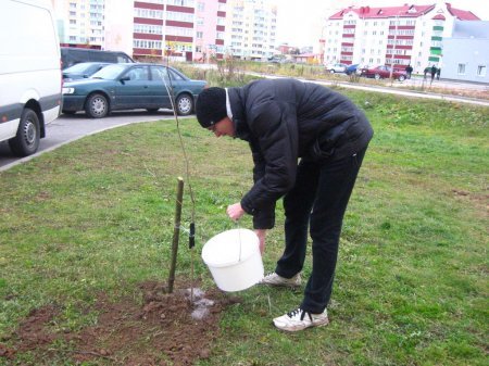 У Віцебску пасадзілі дрэвы ў памяць Алеся Чаркашына і Міхася Жызнеўскага (фота)