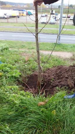 В Витебске расширяется инициатива БХД по посадке деревьев (фото)