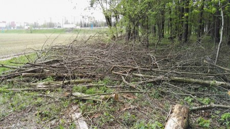 Мінскія актывісты БХД правялі экскурсію і талаку ў Курапатах (фота)