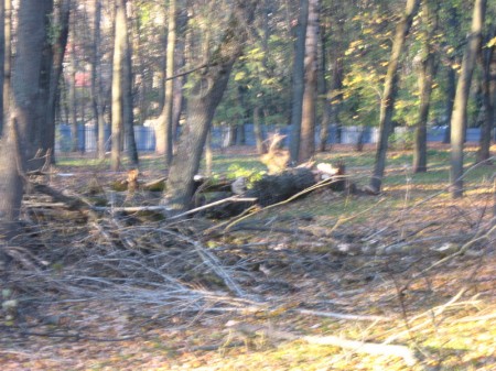 В Витебске приостановили строительство на месте парка (фото)