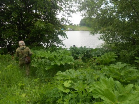 Мінская БХД: Расліны-агрэсары. У каго не баліць галава?